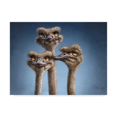 Trademark Fine Art Patrick Lamontagne 'Ostrich Trio' Canvas Art, 24x32 ALI44093-C2432GG